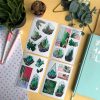 MINI PACK CACTUS 3 — изображение 4