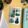 MINI PACK CACTUS 3