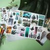 PACK PLANTS