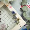 MINI PACK HERBARIUM 3 — изображение 18