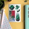 MINI PACK CACTUS 1