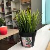 MINI PACK CACTUS 3 — изображение 11