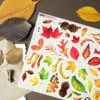 PACK LEAF FALL — изображение 2