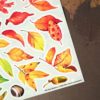 PACK LEAF FALL — изображение 5