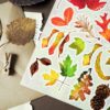 PACK LEAF FALL — изображение 6