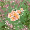 Q-PACK BLOOMING — изображение 3